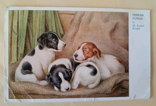 Dog postcard terrier puppies - dog, postcard,
