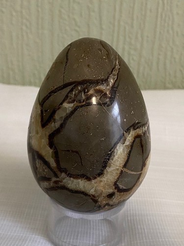 Large septarian dragon - septarian, egg