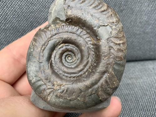 Whitby hildoceras fossil - whitby,