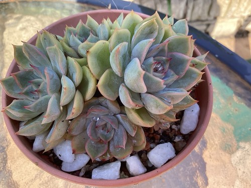 Succulent echeveria pollux - echeveria,