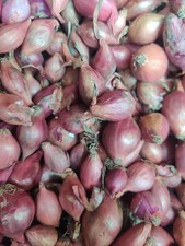 RED Winter Onion Sets 25, 50, 100 Quality Plant Now Easy To Grow Your Own Veg
