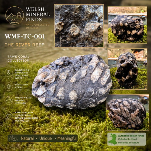 Natural welsh fossilised coral - natural,