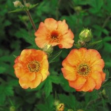 Geum 'Totally Tangerine' -