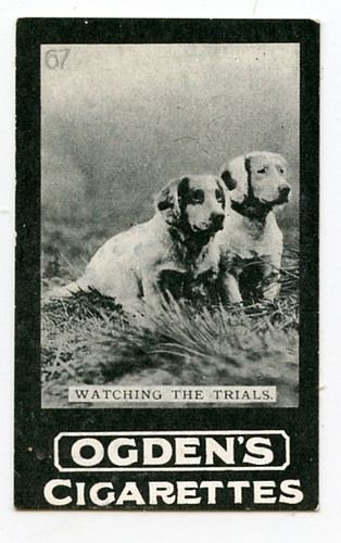 Clumber spaniel gun dog - spaniel,