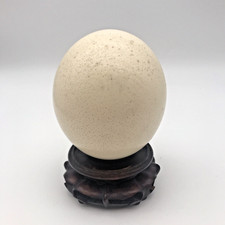 Genuine Large Natural Blown