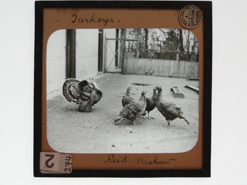Turkeys displaying enclosure - turkeys,