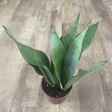 Sansevieria Trifasciata