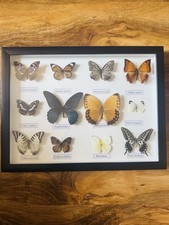 Vintage Framed Butterfly