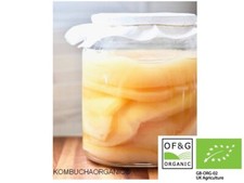 ORGANIC Kombucha Scoby with Starter liquid RM48 postage Kombucza Probiotic Detox