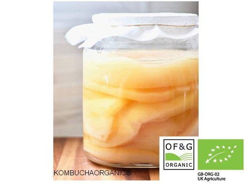 Organic kombucha scoby with - organic,
