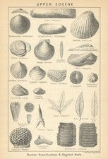 BRITISH FOSSILS. Upper Eocene. Barton, Bracklesham & Bagshot Beds. STANFORD 1904