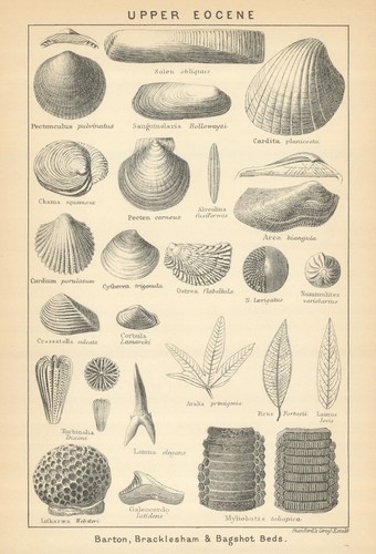British fossils upper eocene - british,