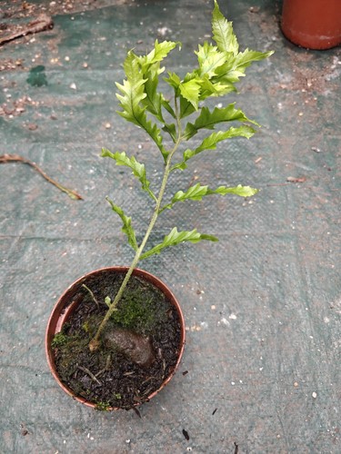Drynaria rigidula whitei - drynaria, 'whitei'