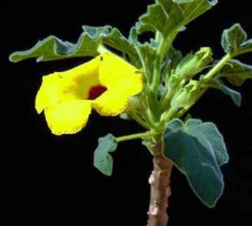 Uncarina peltata exotic rare