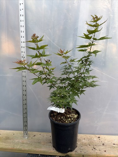 Beni hime japanese maple - 1g,,