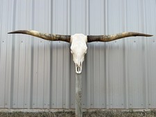 LONGHORN STEER SKULL 5 FEET 2