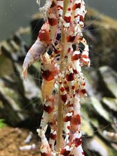 5x Bonsai Shrimp Lollies