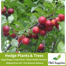 Cherry Plum Prunus native bare root hedge saplings hedging plants 2-3ft tall now