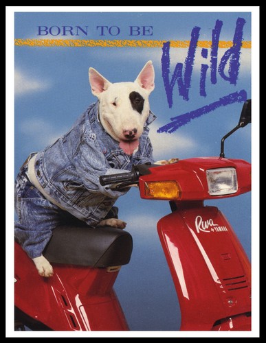 Bull terrier dog scooter - bull,