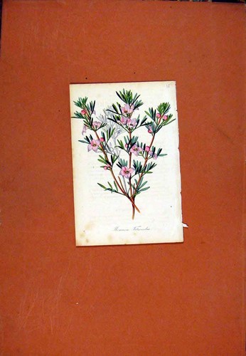 Original old antique - original, print