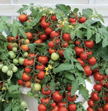 Tomato Balcony 30 Pink Basket Dwarf Heirloom Cherry Non GMO