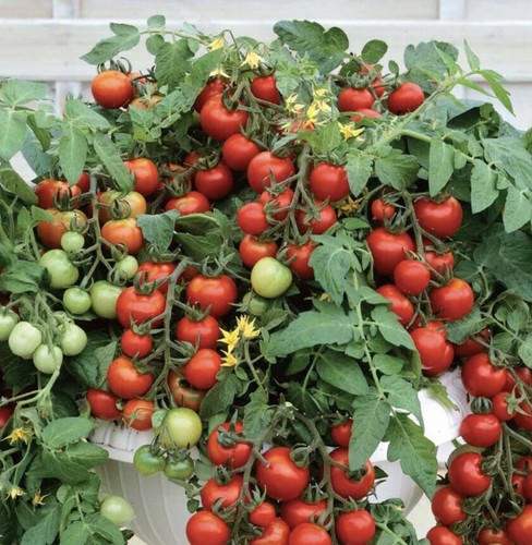 Tomato balcony pink - pink, basket