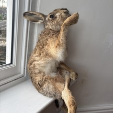 Taxidermy Hare Sitting Down