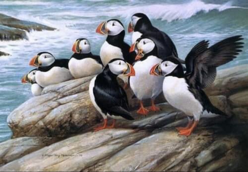Puffins cross stitch - (1),