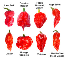 Worlds HOTTEST Chilli - 40