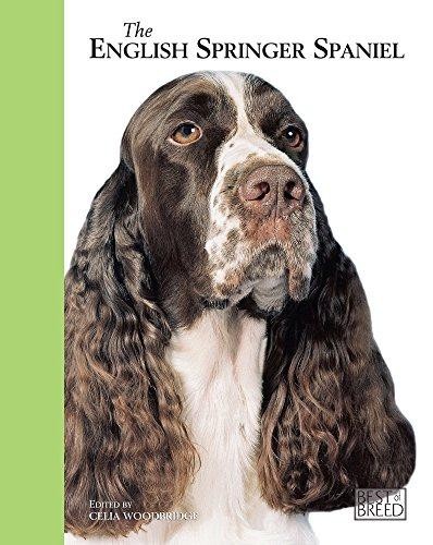 English springer spaniel - springer,