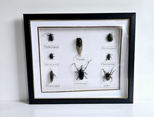 Framed Taxidermy Bugs / Insects