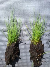 2 x dwarf horsetail equisetum