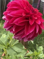 Dahlia Pompom And Dinner Plate Mixed Seeds. Easy To  Grow. Fast Growing. UK
