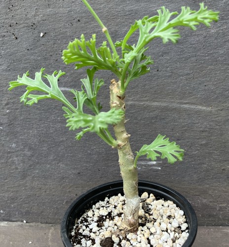 Pelargonium carnosum caudex - carnosum,