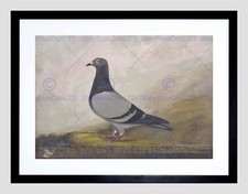 PAINTING ANIMAL PIGEON DOVE BIRDS BLACK FRAME FRAMED ART PRINT PICTURE B12X7203