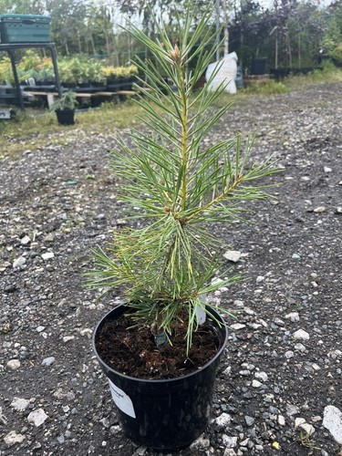 Scots pine anny winter - scots, "anny's