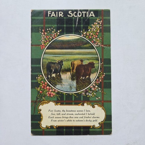 Fair scotia highland cattle - fair,