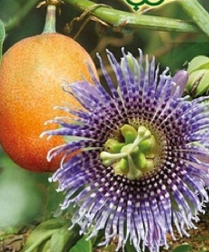 Passion flower fruit - passion,