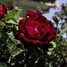 T&M Rose Breeders Choice Red