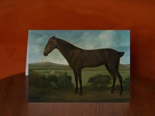 Brown Horse in a Hilly