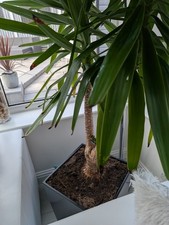 large yukka plant approx 5ft outgrowing its space