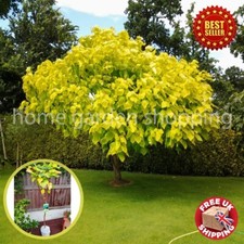 Stunning Catalpa Golden Bignoides Indian Bean Tree - Large 3ft-4ft, Garden Pot