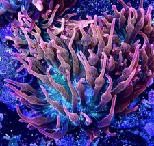 Rose Bubble Tip Anemone
