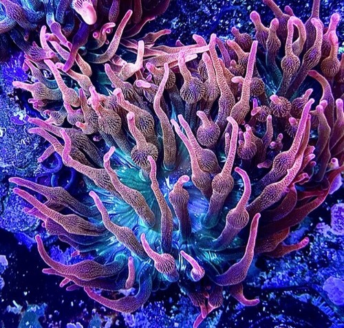 Rose bubble tip anemone - rose,