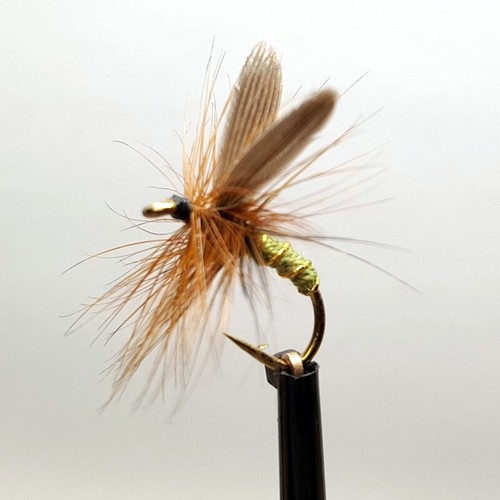 Greenwell glory - greenwell's, (winged)