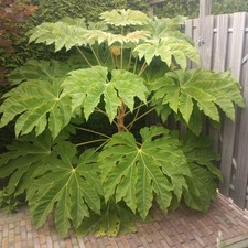 Tetrapanax papyrifer Rex Type(Chinese Rice-paper Plant)3 roots approx 3inc long
