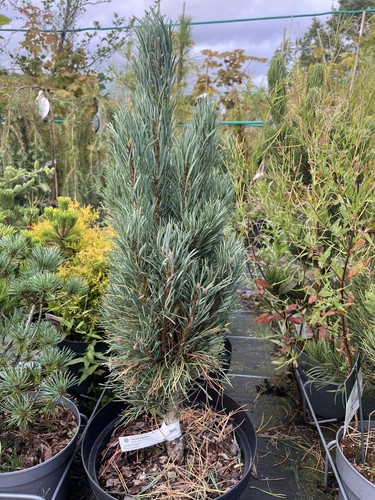 Scots pine fastigiata tree - scots,