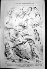 Antique Print Cage Bird Show