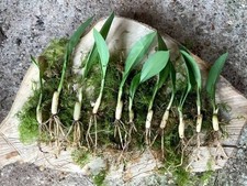 25 Wild Garlic Bulbs Freshly