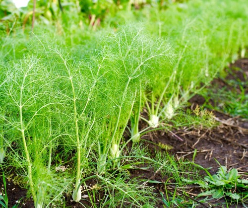 Fennel 400x seeds premium - -,